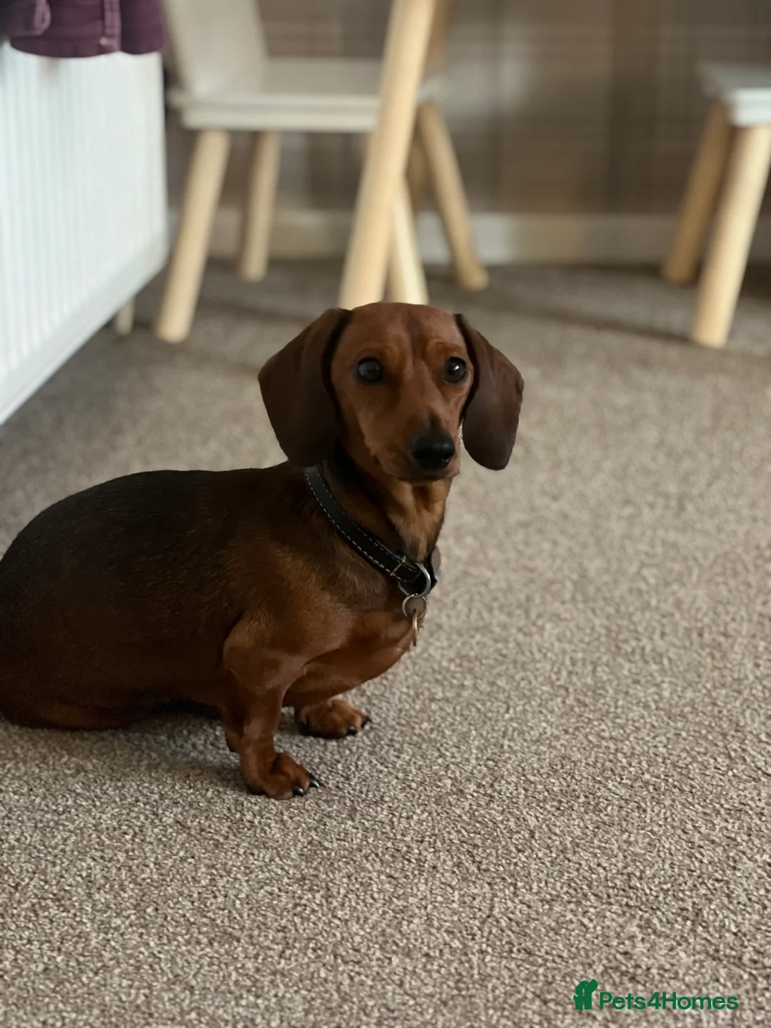 Dachshund dogs for sale: Beautiful KC miniature Smooth  - Advert 2