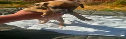 Lurcher dogs for sale: LURCHER PUPPIES  - Advert 2