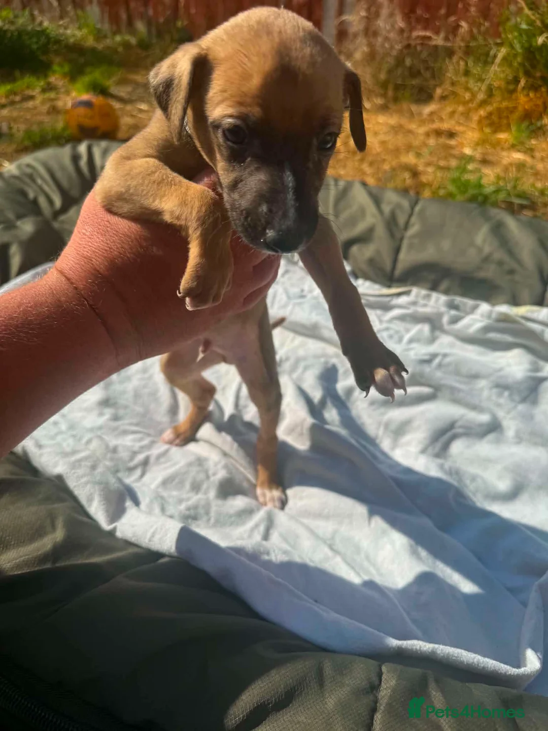 Lurcher dogs for sale: LURCHER PUPPIES  - Advert 2