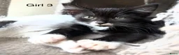 Mixed Breed cats for sale: British shorthair cross kittens in Cambridge - Advert 7