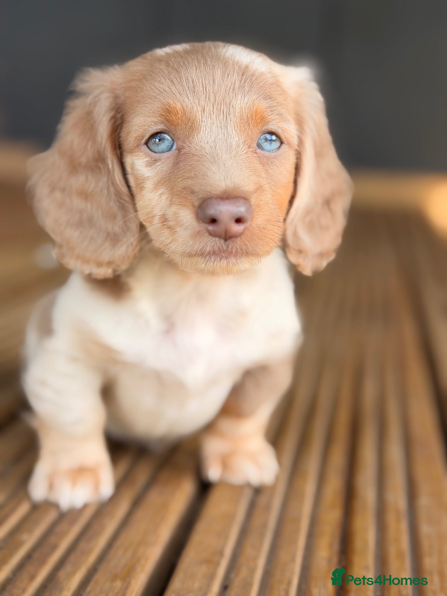Miniature Dachshund dogs 3 available long haired miniature dachshund  - Advert 7