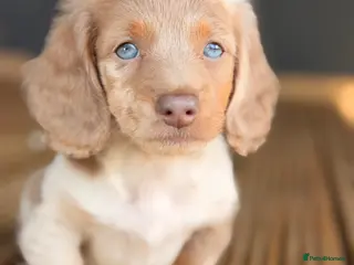 Miniature Dachshund dogs 3 available long haired miniature dachshund - Advert 12