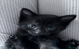 Bombay cats for sale: 3 beautiful kittens - Image 1