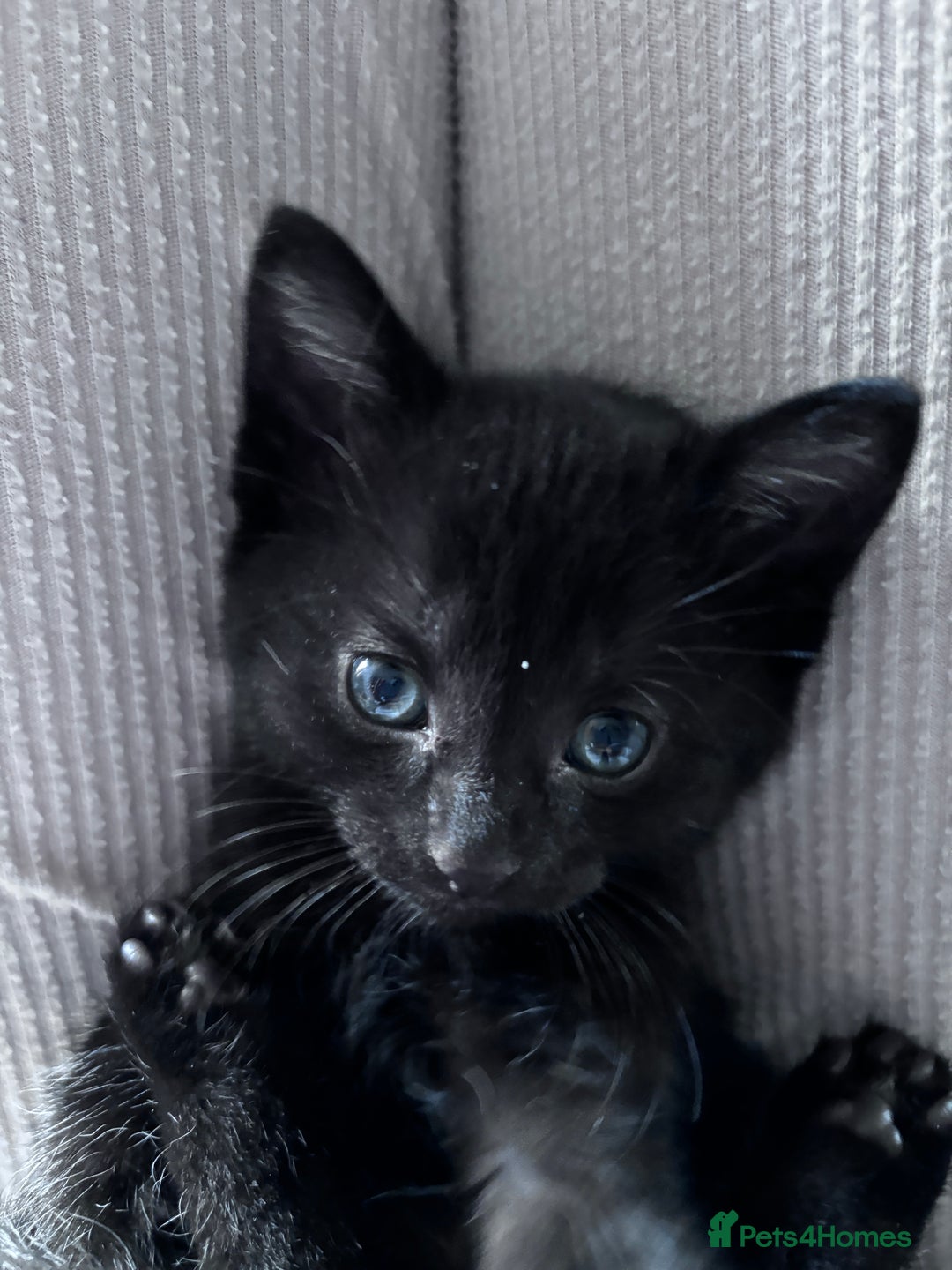 Bombay cats for sale: 3 beautiful kittens - Image 1