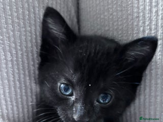 Bombay cats for sale - Advert 1