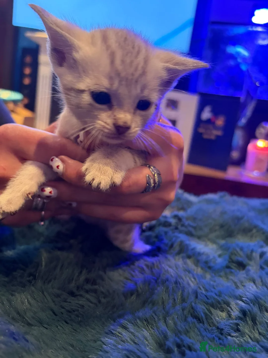 Bengal cats for sale: Snow Mink/Lynx & Brown Rosette/Marble Bengals in Worthing - Advert 14