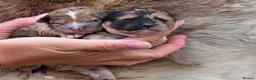 Mixed Breed dogs for sale: Unique Poo-Shi puppies - Advert 8