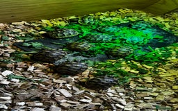 Tortoise reptiles for sale: Baby Spur thigh tortoises  - Image 6