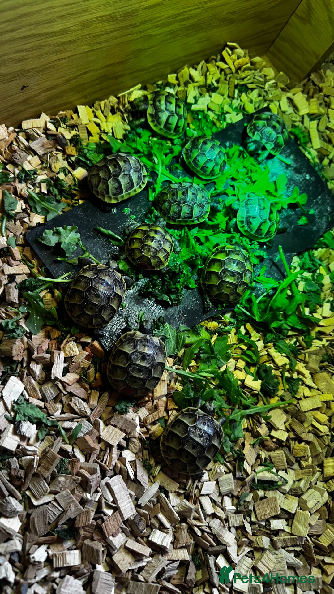 Tortoise reptiles for sale: Baby Spur thigh tortoises  - Image 6