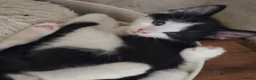 Mixed Breed cats for sale: Adorable Black & White Kittens for Sale 🐾 - Advert 4