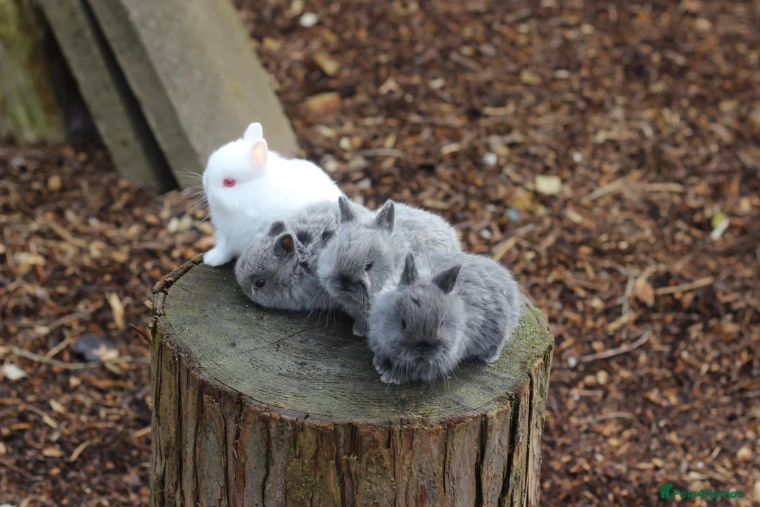 Netherland Dwarf rabbits for sale: Beautiful Netherland Dwarf Baby Rabbits  - Advert 8