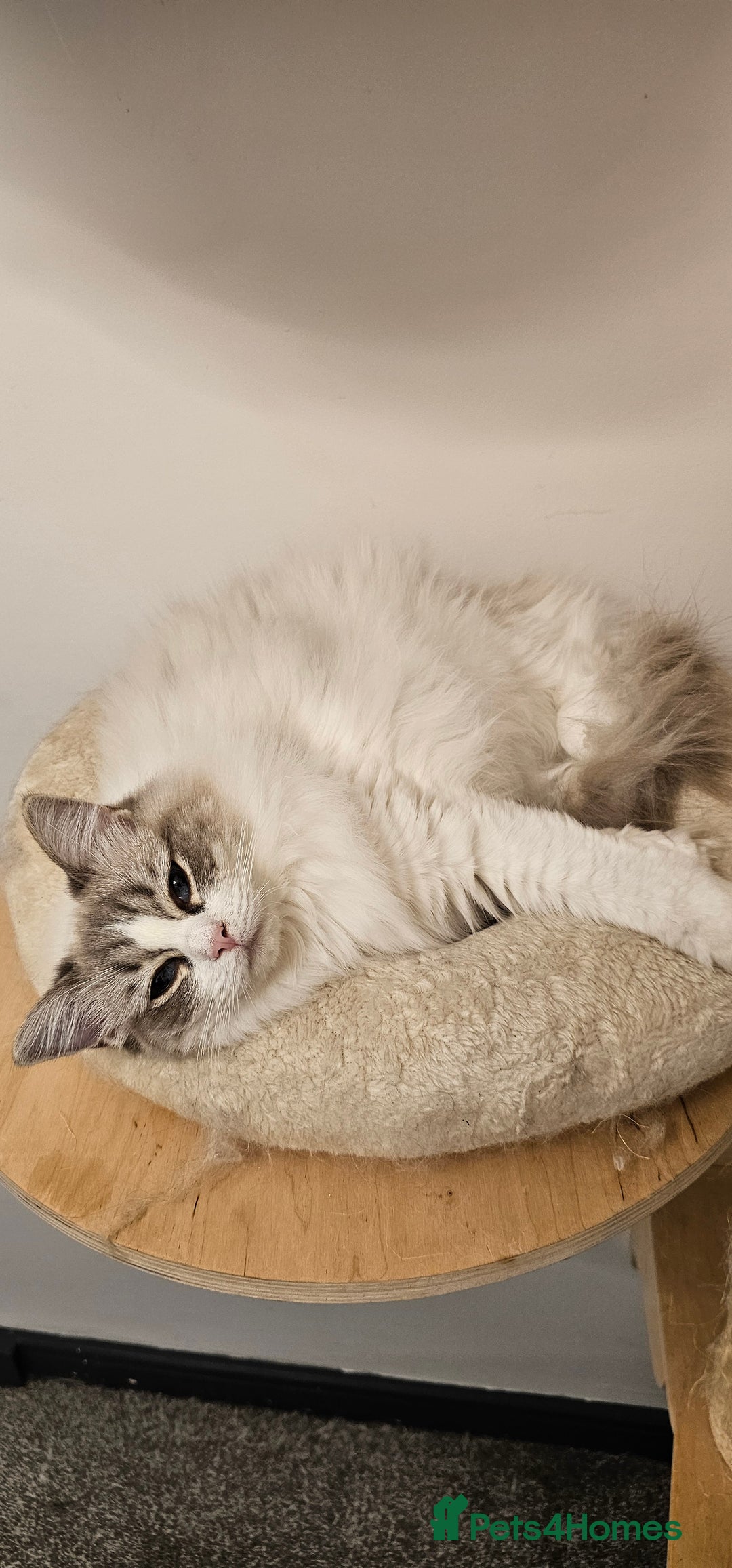 Ragdoll cats for sale: Ragdoll cat - Advert 2