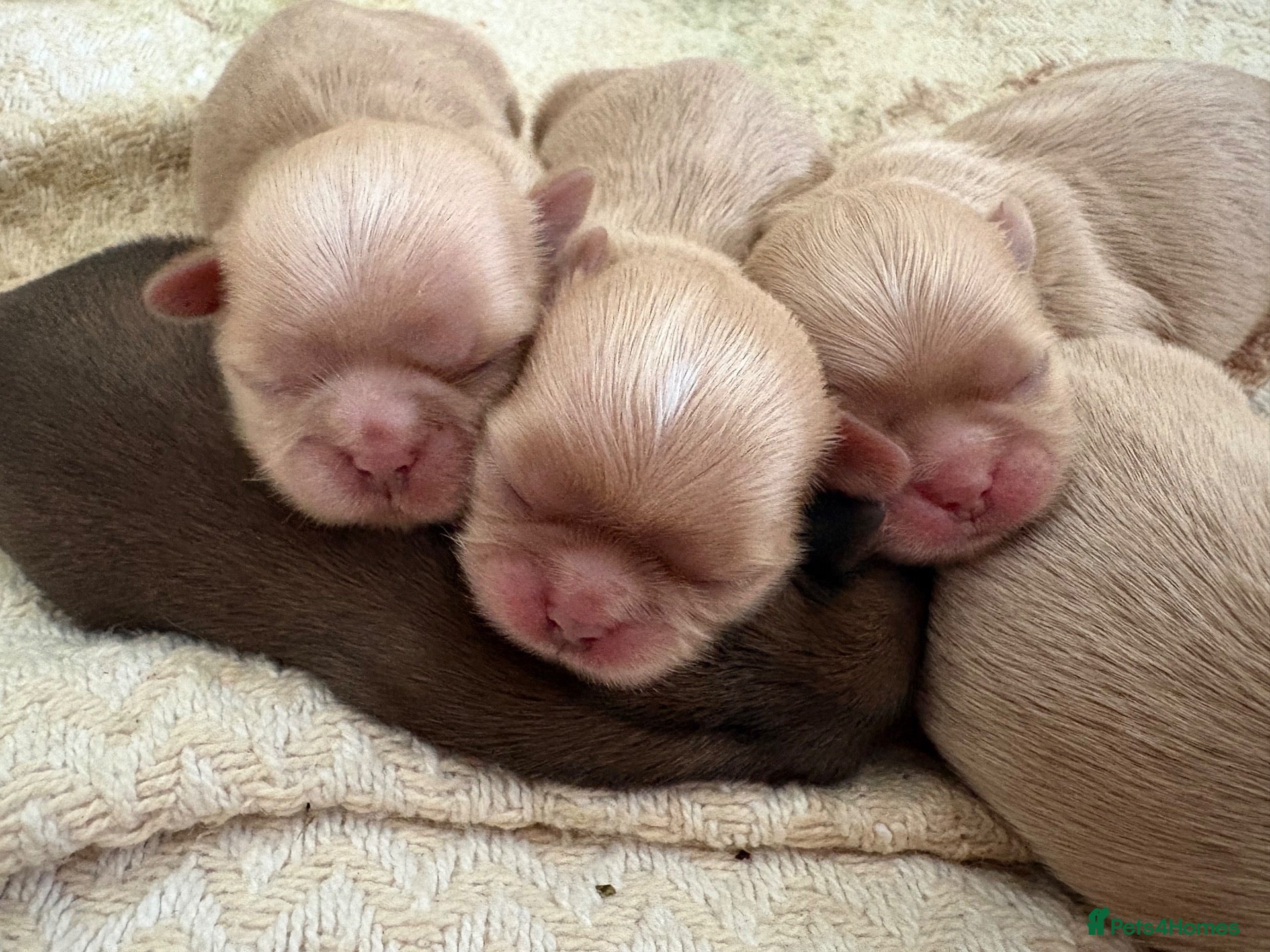 Shih Tzu dogs for sale: True cream imperial Shihtzu  - Advert 7