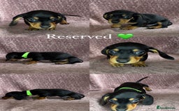 Miniature Dachshund dogs for sale: 🐾KC Reg Miniature Dachshund - READY NOW! 1 LEFT! - Image 8