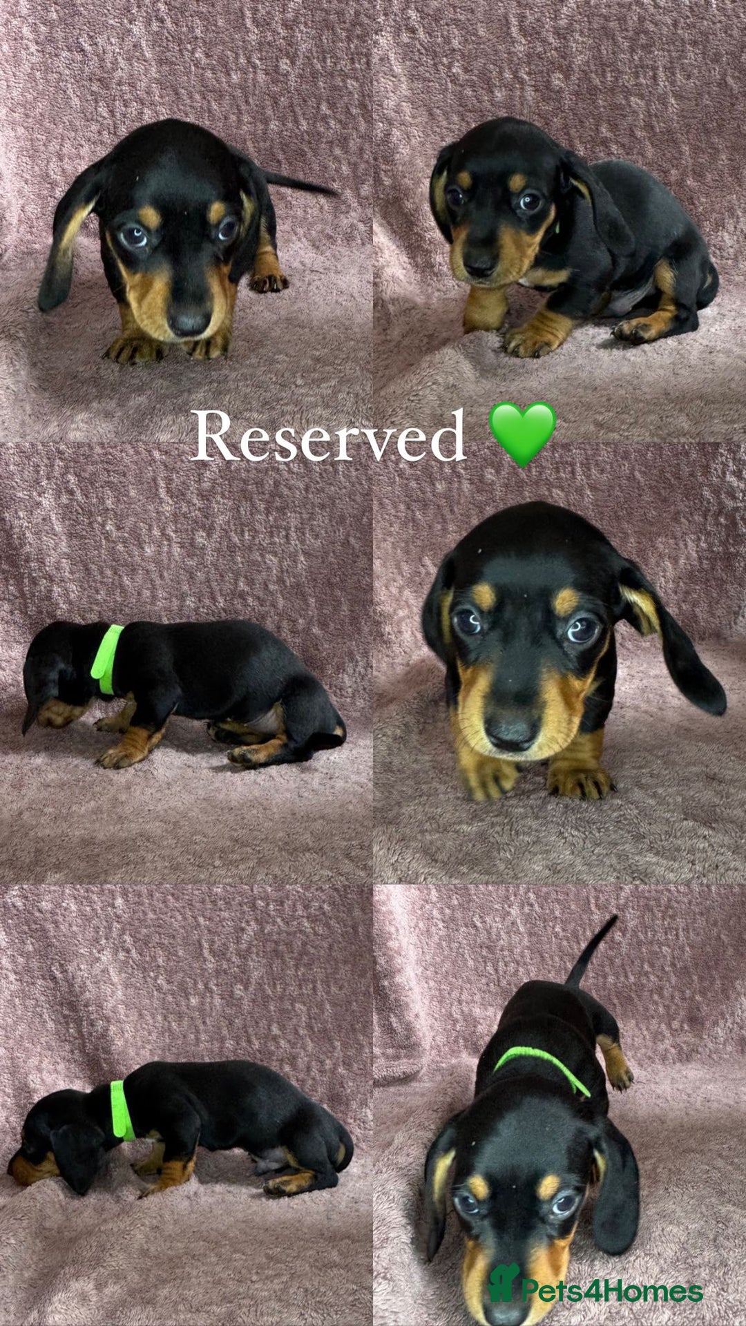 Miniature Dachshund dogs for sale: 🐾KC Reg Miniature Dachshund - READY NOW! 1 LEFT! - Image 8