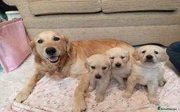 Golden Retriever dogs for sale: Golden Retriever Puppies - Mum & Dad family pets - Image 2