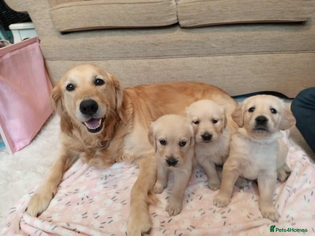 Golden Retriever dogs for sale: Golden Retriever Puppies - Mum & Dad family pets - Image 2