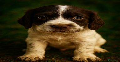 Cocker Spaniel dogs - Advert 4