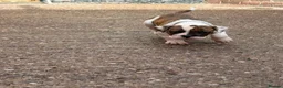 American Bulldog dogs for sale: NEBBR Papers!  - Advert 10
