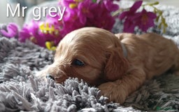 Cavapoo dogs for sale: Beautiful F1 cavapoo puppies  - Image 10