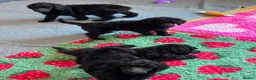 Standard Poodle dogs for sale: STANDARD POODLE PUPPIES FULLY TESTED PARENTS  - Advert 9