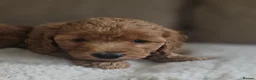 Cockapoo dogs for sale: Licenced breeder, red f1b cockapoo litter - Advert 14