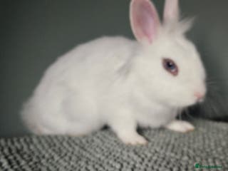 Lionhead rabbits Lion head x boy ** ready now ** - Advert 9