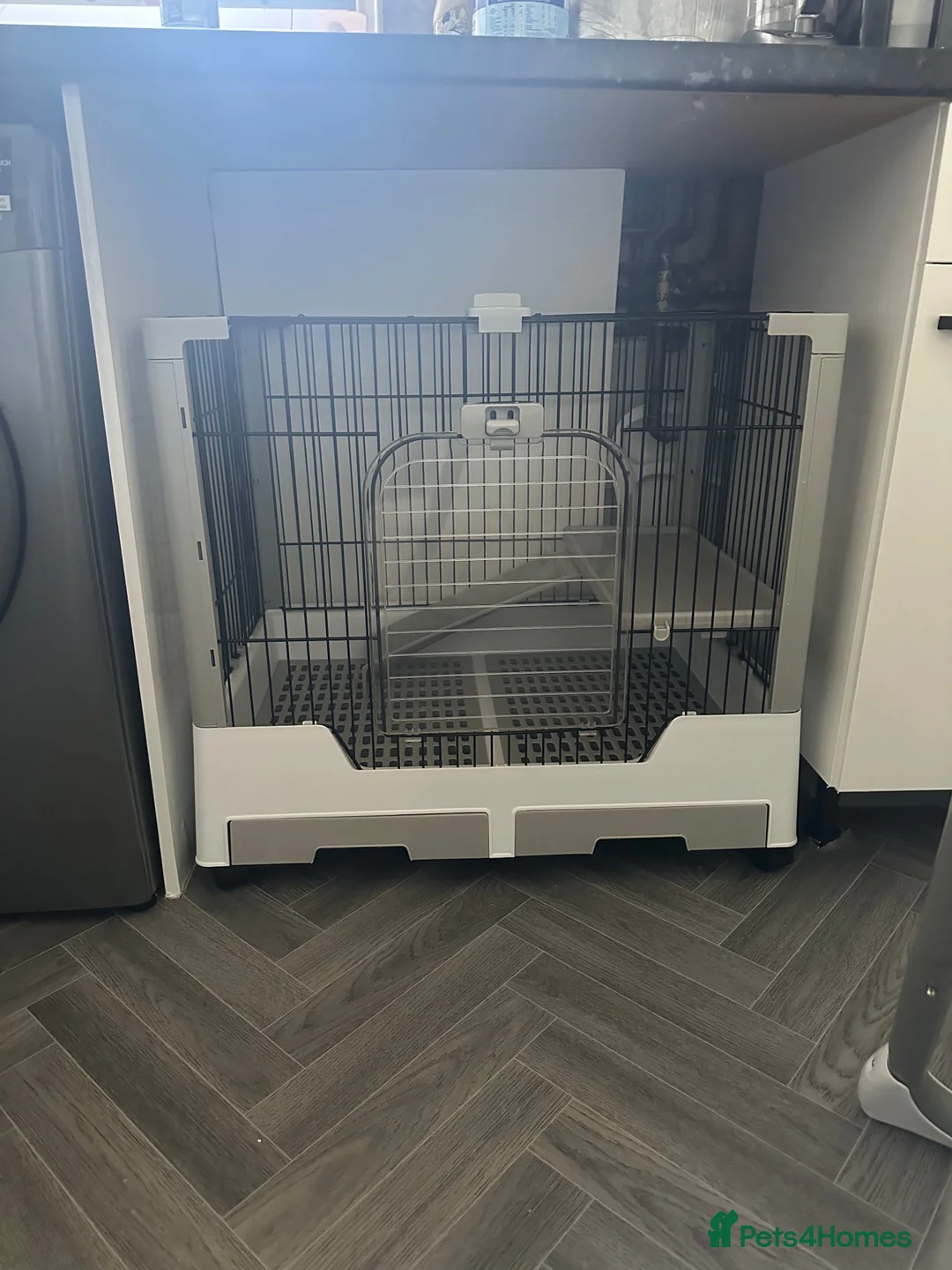 Lionhead rabbits for sale: Baby lionhead rabbit with cage + more  in Plymouth - Advert 8