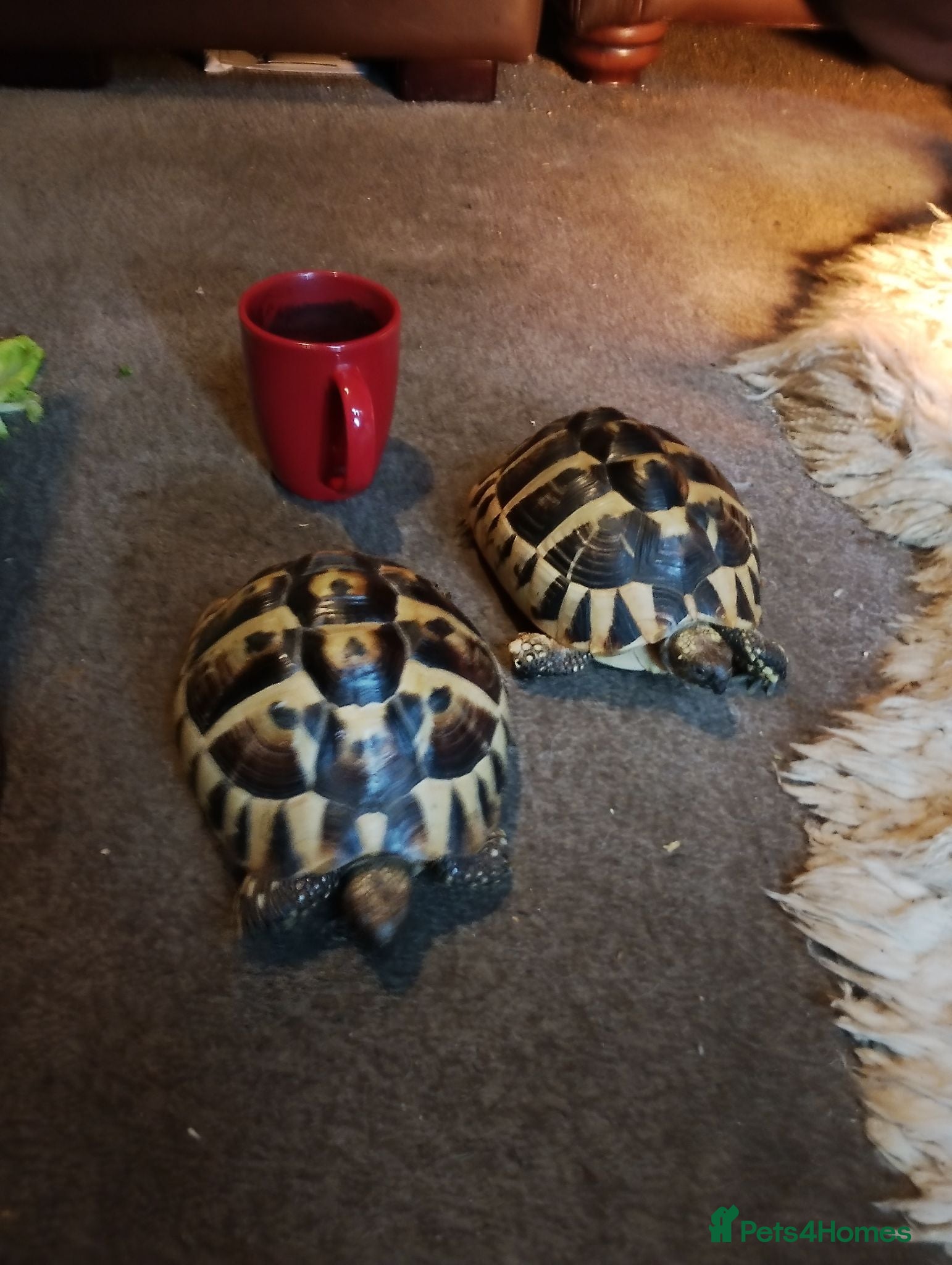 Hermann Tortoise reptiles HERMANNS TORTOISES  - Advert 1