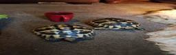Hermann Tortoise reptiles for sale: HERMANNS TORTOISES  - Advert 1