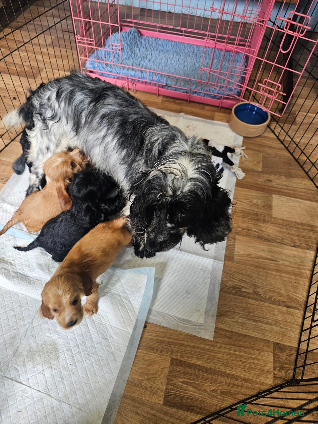 Cocker Spaniel dogs for sale: Show type Cocker Spaniels  - Image 12