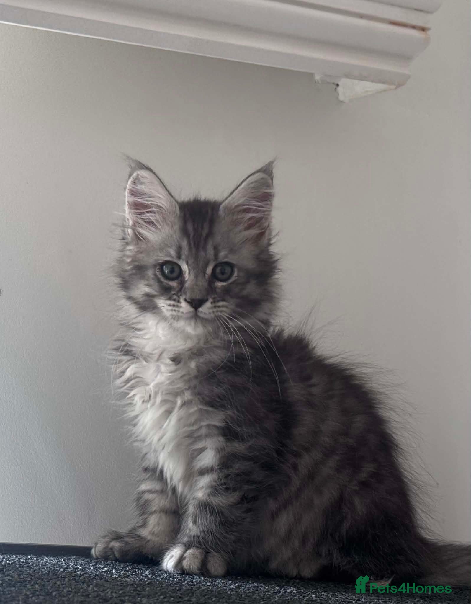 Maine Coon cats Maine Coon purebred Active male - Advert 10