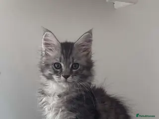 Maine Coon cats Maine Coon purebred Active male - Advert 10