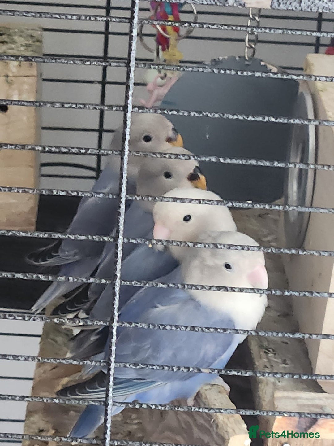 Lovebirds birds for sale: Beautiful baby blue lovebirds  - Advert 2