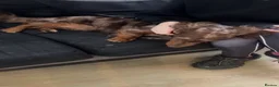 Dachshund dogs for sale: 2 year old dachshund in Liverpool - Advert 2