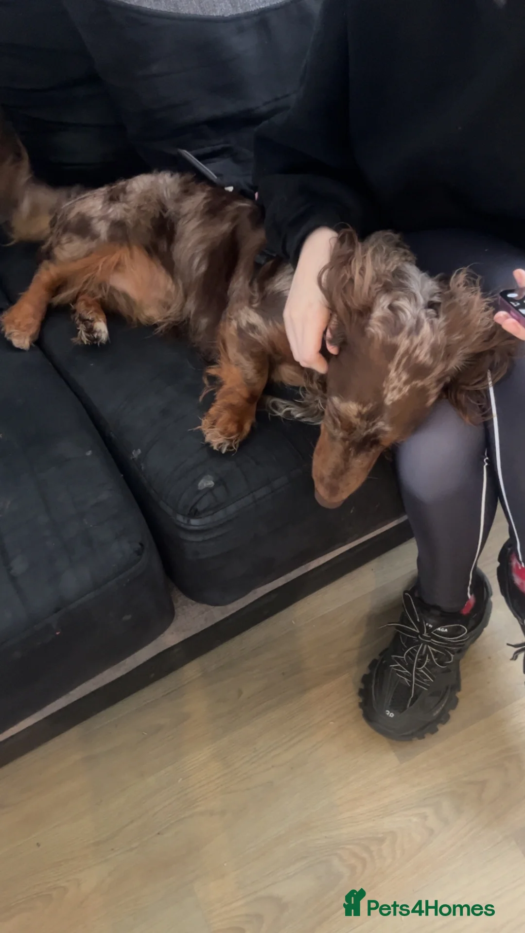 Dachshund dogs for sale: 2 year old dachshund in Liverpool - Advert 2
