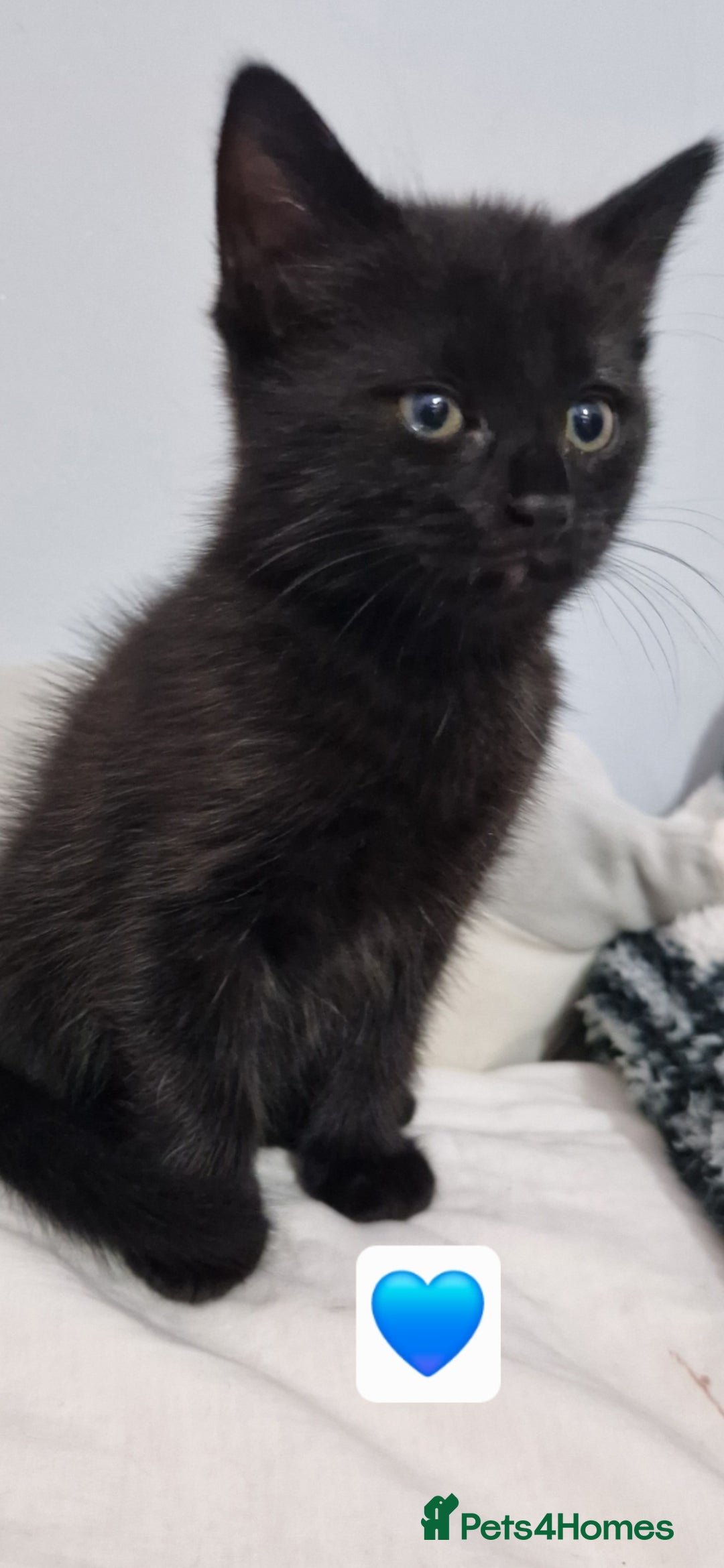 Mixed Breed cats for sale: Kittens - Advert 3