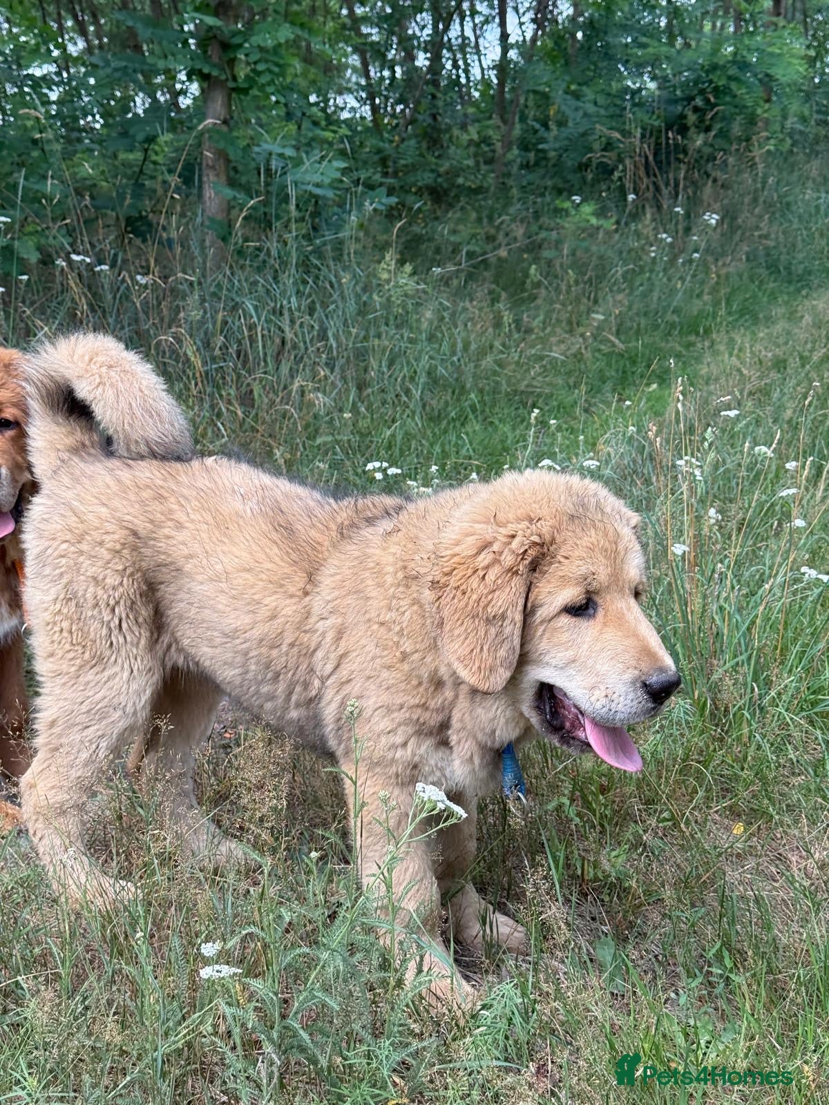 Tibetan Mastiff dogs Tibetan mastiff puppy  - Advert 1