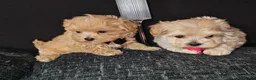 Maltipoo dogs for sale: Maltipoo Miny ready to Leave soon - Advert 22
