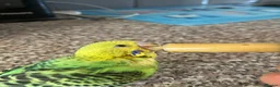 Budgerigars birds for sale: Baby hand reared one parent reared - Advert 1