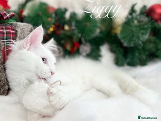 Maine Coon cats WHITE FEMALE KITTEN WITH BLUE EYES READY NOW - Advert 4