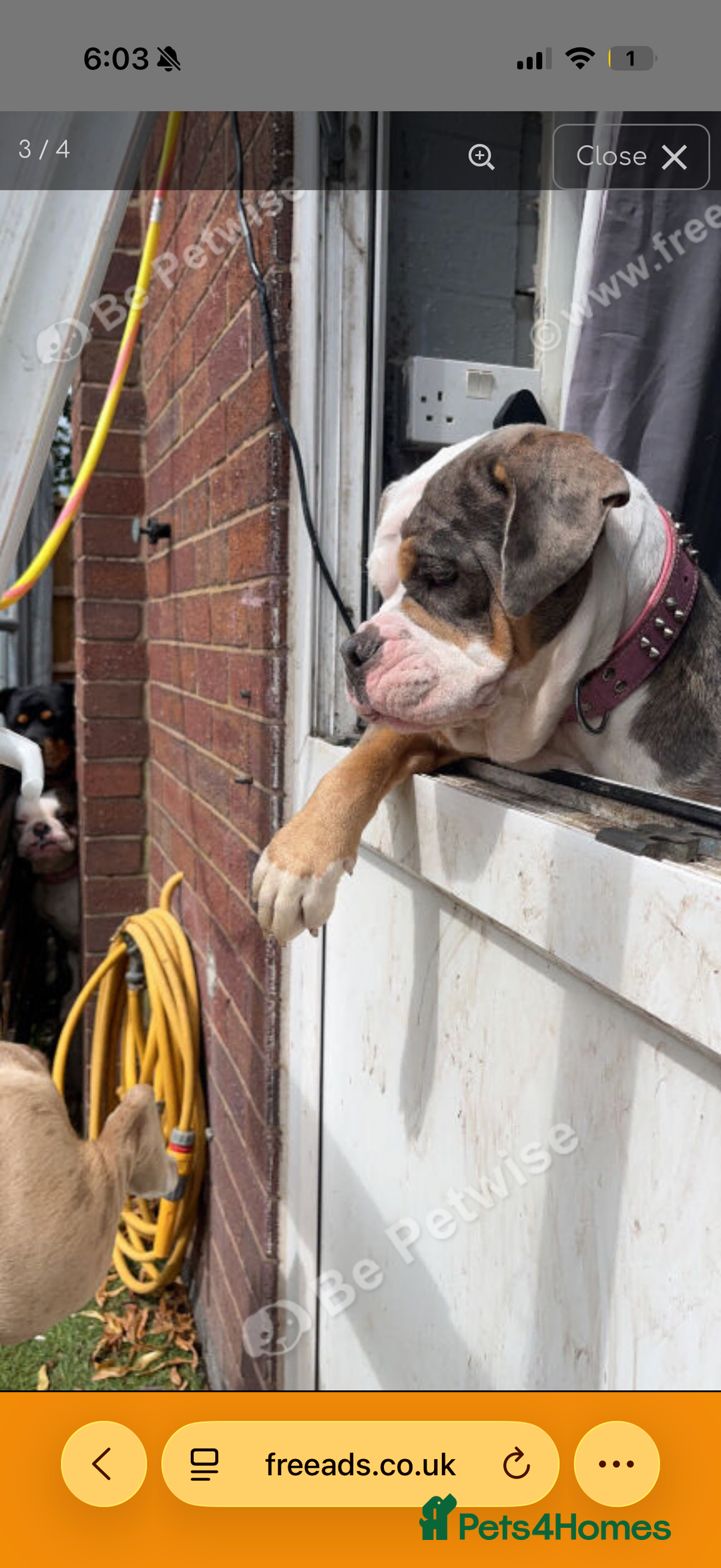 English Bulldog dogs for sale: English bulldog  - Advert 2