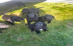 Mixed Breed dogs for sale: Beautiful Spangold puppies  - Image 2