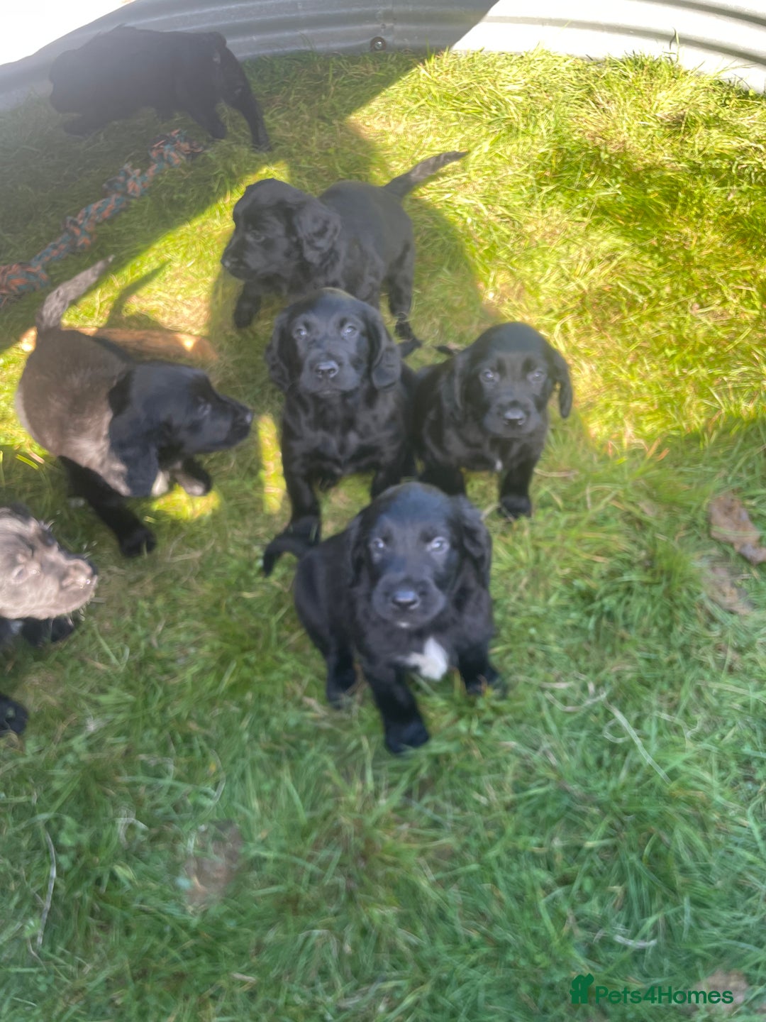 Mixed Breed dogs for sale: Beautiful Spangold puppies  - Image 2