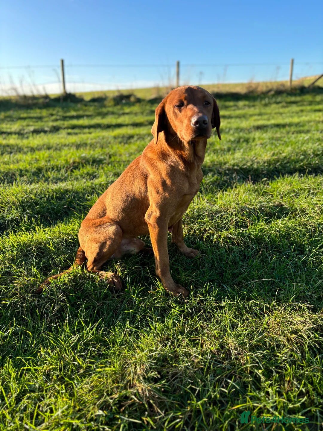 Labrador Retriever dogs for stud: Ozzy-proven health tested stud in Devizes - Advert 4