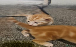 Turkish Angora cats for sale:  **  Kittens - Advert 5