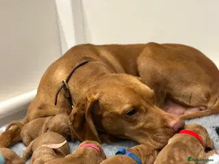 Hungarian Vizsla dogs Health checked KC reg strong Visla puppies. - Advert 2