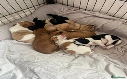 Cocker Spaniel dogs for sale: Baby Cocker Spaniels working type - Image 3