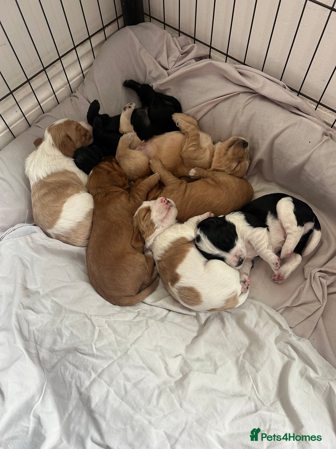 Cocker Spaniel dogs for sale: Baby Cocker Spaniels working type - Image 3