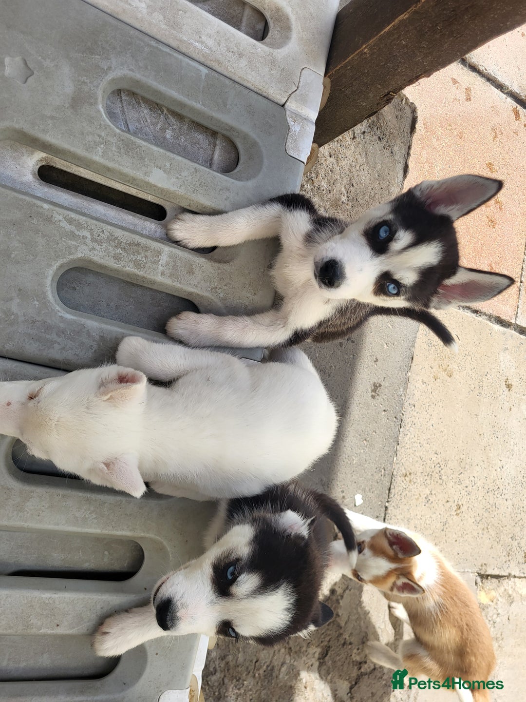 Siberian Husky dogs for sale: Siberian husky puppies (ready forever loving home) - Image 7